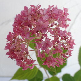 花木 庭木の苗/アジサイ（アメリカ）：ピンクのアナベル 5号ポット
