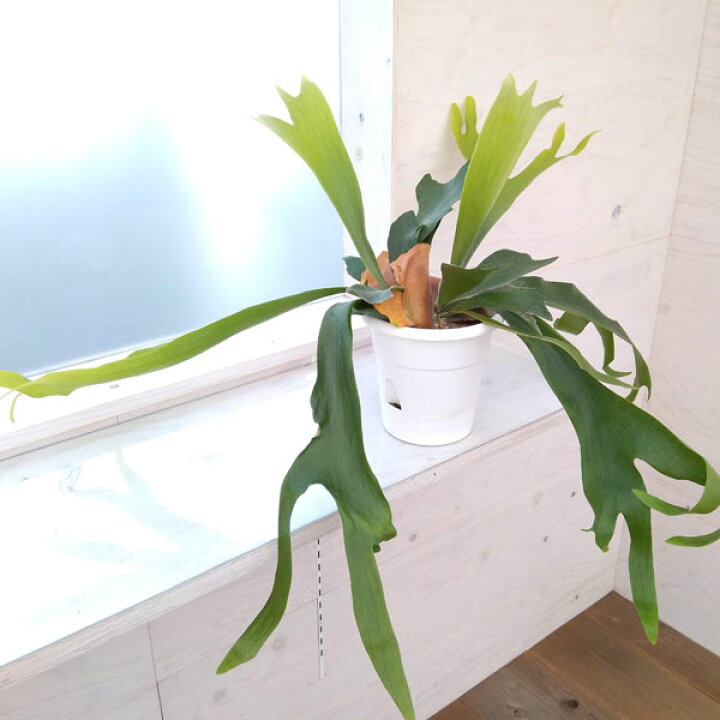 楽天市場】観葉植物/ビカクシダ（コウモリラン）：ネザーランド5号鉢 