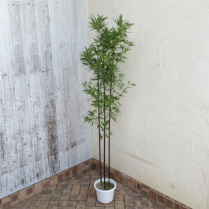 花木 庭木の苗/クロチク（黒竹）3本立ち8号鉢植え