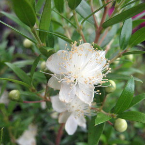 Ԗ ؂̕c/}[gFh[t}[gΗt3|bg2Zbg