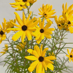 i킯jwATXFS[fs~bh4.5|bg