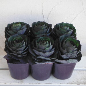 Ԃ̕c/n{^FxTC@ubNVA3`3.5|bg6Zbg