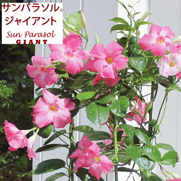 日本製 つるが大きく伸びる大輪咲き 草花の苗 マンデビラ サンパラソルジャイアントピンク3 5号ポット