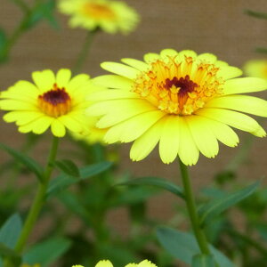 Ԃ̕c/JWF܂ǂnj[fBbv3.5|bg