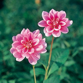 楽天市場 ダリア 切花の通販