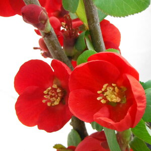 R쑐̕c/ {Pi؉ZjFiNVIj3|bg*