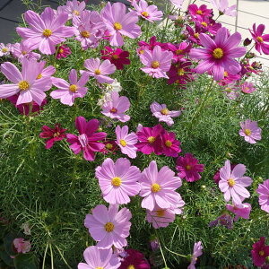 �i�ό`���앨�F�R�X���X�E�|�j�[�i�킢���E�����j500g����[�^�l �t�`�Ă܂� ����70cm�̑�����]