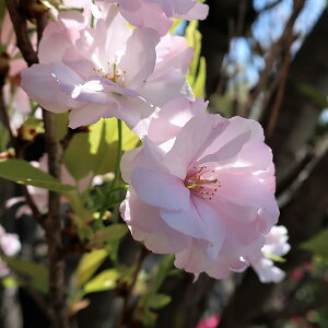 Ԗ ؂̕c/FV̐iA}mKjږؕc4`5|bg