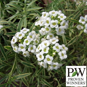 Ԃ̕c/X[p[AbTFtXeB[iCg3-3.5|bg 12Zbg