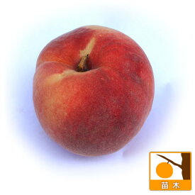 果樹の苗/モモ（桃）：大久保（オオクボ）4～5号ポット