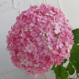 花木 庭木の苗/アジサイ：ピンクアナベル ベラアナ4号ポット