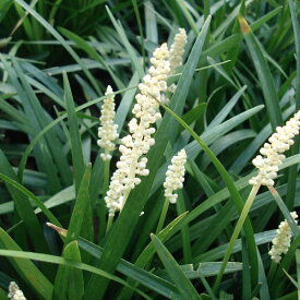 草花の苗/ヤブラン（リリオペ）：モンローホワイト（白花）5号ポット
