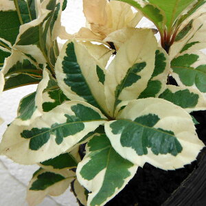 Ԗ ؂̕c/uREWFP2.5|bg