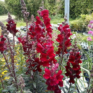 Ԃ̕c/iLM\EjFuYbh3-3.5|bg6Zbg