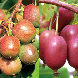 ʎ̕c/xr[LECY3ZbgiWl[uAp[vVh[AoCGj