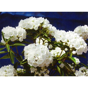 Ԗ ؂̕c/J~AFXeB[Ebh30`40cm