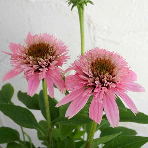 Ԃ̕c/GLiZAFsN_ufCg3.5|4|bg