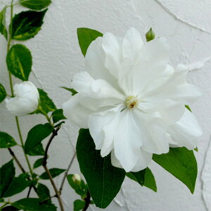 Ԗ ؂̕c/oCJEcMi~ԃEcMjFCmZX4`4.5|bg