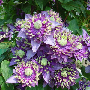 �N���}�`�X�̕c/�N���}�`�X�F�^�C�K�i��́j3.5�������O�|�b�g�i�t�����_�n�j