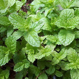 ハーブの苗/ミント：スペアミント3号ポット