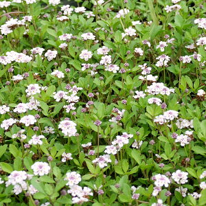 �q���C���_���\�E3���|�b�g 28���Z�b�g