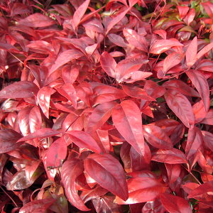 Ԃ̕c/I^tNieiVEߓVj3-3.5|bgc2Zbg