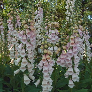 Ԃ̕c/WM^XFAvRbg@3-3.5|bg