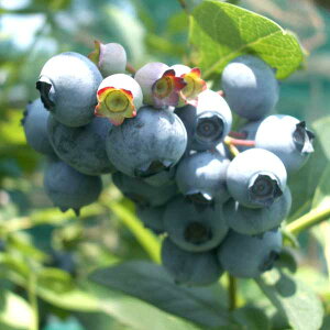 ʎ̕c/u[x[irbgACnjFeBtu[5|bg