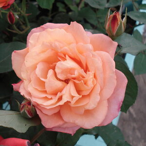 o̕c/lG璆փoFXuj[hDAltNiAl̎vojc