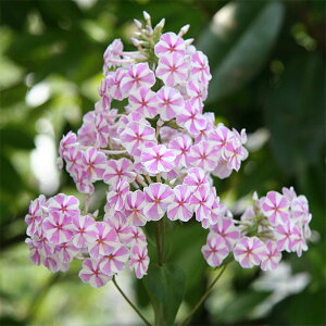 Ԃ̕c/htbNXFi^[V3|bg