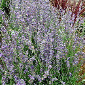 n[u̕c/x_[FoW OCfB3|bg