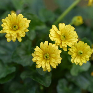 R쑐̕c/ELJFdPELJ3|bg