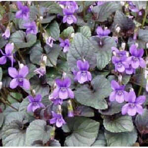 Ԃ̕c/h݂ꎇirI uhJIj3.5|bg