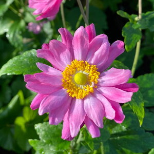 Ԃ̕c/VECMNiAllEHejFp~i4|bg