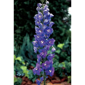 Ԃ̕c/ftBjEF}WbNtHe_[Nu[3|bg[4`6Jԁ@@h]