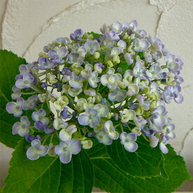 楽天市場 紫陽花 苗の通販