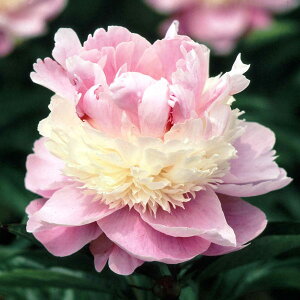 Ԃ̕c/VNNi䉖jF\xbg4|bg