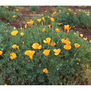 iό`앨FnirV\E500g[H܂^l ԕHJtHjA|s[ kn̎Gh~]