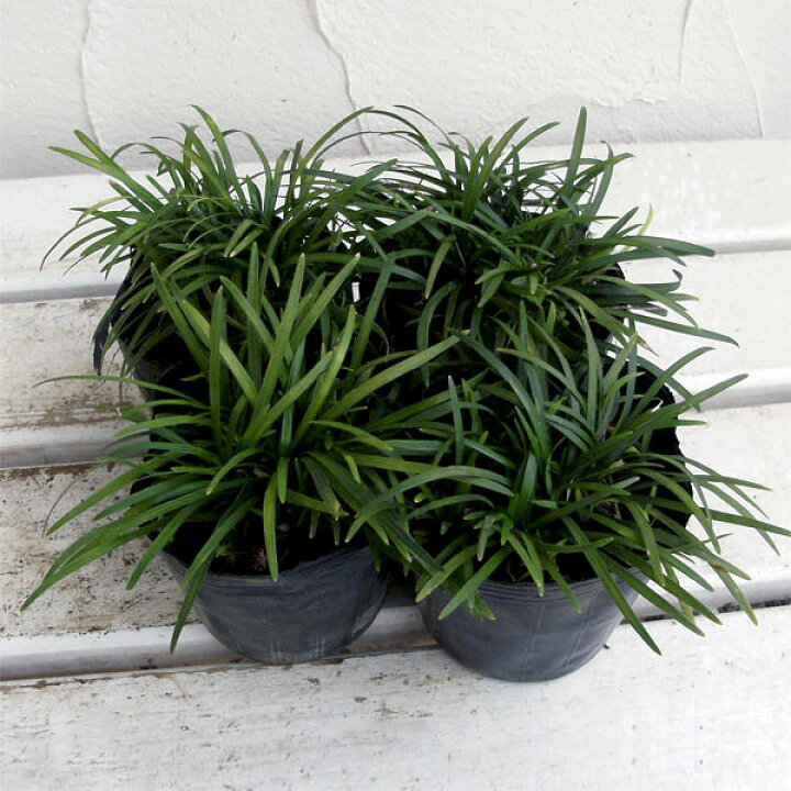 タマリュウ 40個セット 苗 グランドカバー 玉竜 常緑 植物 雑草対策 ガーデニング 植木 庭木 花壇 エクステリア 駐車場 コンクリート 隙間 Tamaryu40 Kimidori Farm 店 通販 ぐりーんぐりーんヒメリュウ 姫竜 ポット １２０ポット ４０ポット ３ケース 翌日発送可