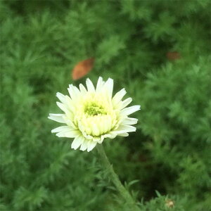 n[u̕c/J~[F_ut[J~[3|bg2Zbg