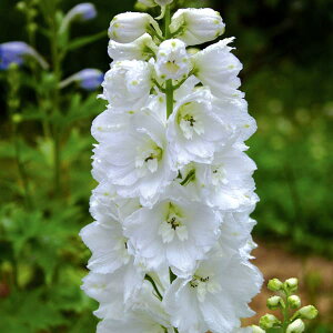 Ԃ̕c/ftBjEFKnbg3.5|bg