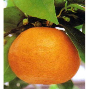 ʎ̕c/~JFȂ݁iÊCj4`5|bg