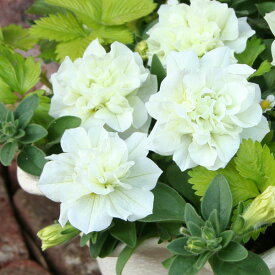 草花の苗/ペチュニア（八重咲き）：ホワイトバニラ3.5号ポット