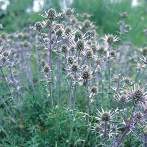 Ԃ̕c/GWEFvii}݁j3|bg