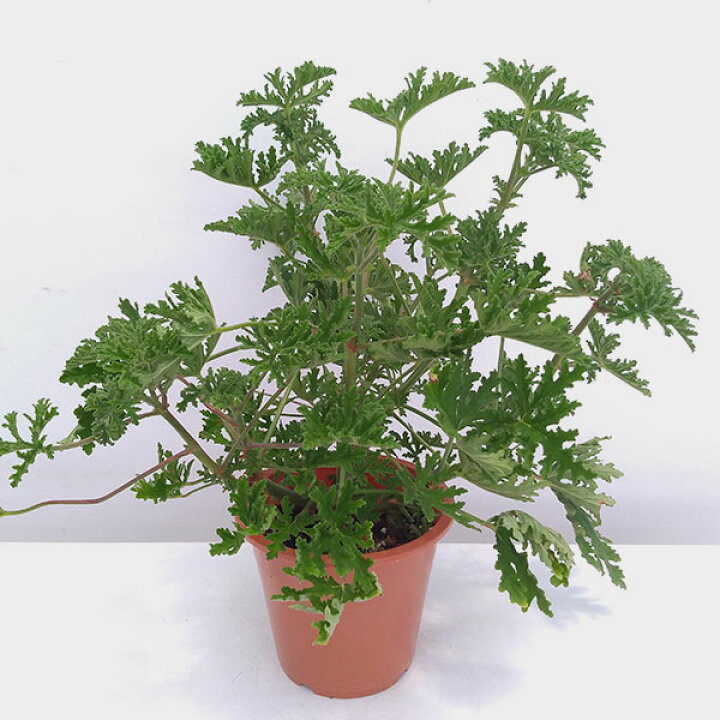 楽天市場 ハーブの苗 蚊連草 蚊よけ植物かれんそう 5号鉢植え 園芸ネット プラス 楽天市場 ハーブの苗 蚊連草 蚊よけ植物かれんそう 5号鉢植え 園芸ネット プラス