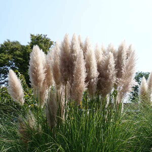 花 パンパスグラス 苗の人気商品 通販 価格比較 価格 Com 花 パンパスグラス 苗の人気商品 通販 価格比較 価格 Com