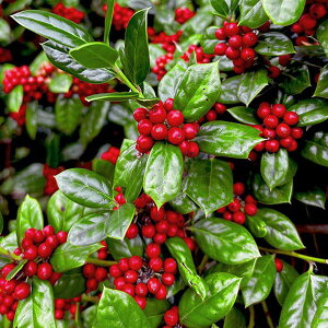 Ԗ ؂̕c/NX}Xz[[4A 30cm