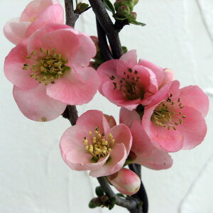 Ԗ ؂̕c/{Pi؉ZjF3|bg