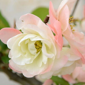 Ԗ ؂̕c/{Pi؉ZjF`̏i~igmAP{mj3|bg