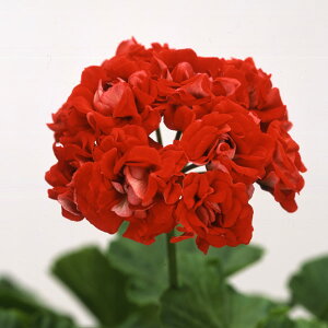 ゼラニウム 苗の人気商品 通販 価格比較 価格 Com